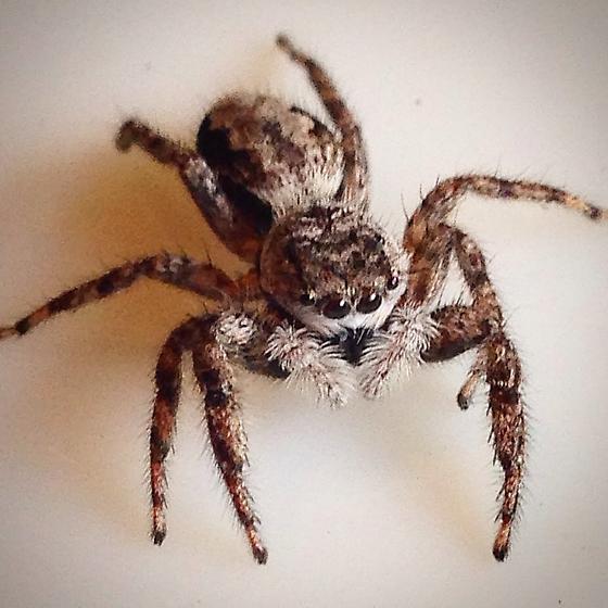 Domenico Zaccone Photo 9